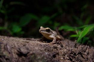 福利小青蛙导航在线